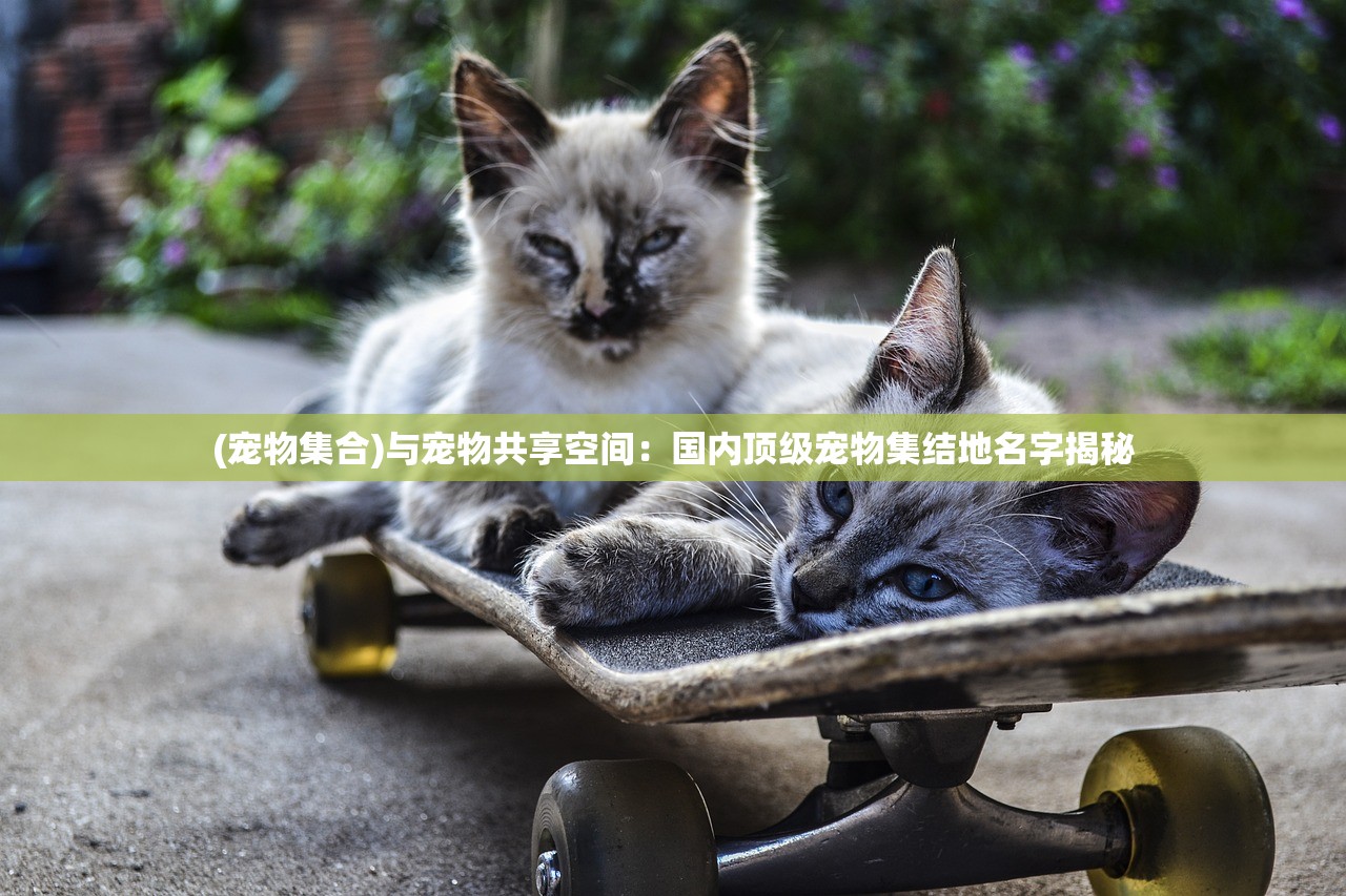 (大话许仙仙兽全免攻略)大话许仙手游攻略大全，从入门到精通