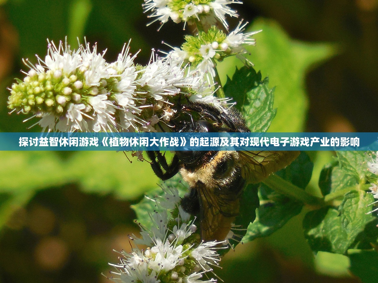 神龙霸业游戏热度上升，夏天苏贝贝崭露头角，脱颖而出引领新玩法潮流