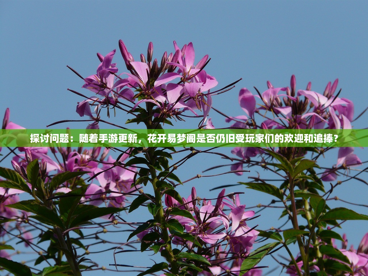 探讨问题：随着手游更新，花开易梦阁是否仍旧受玩家们的欢迎和追捧？
