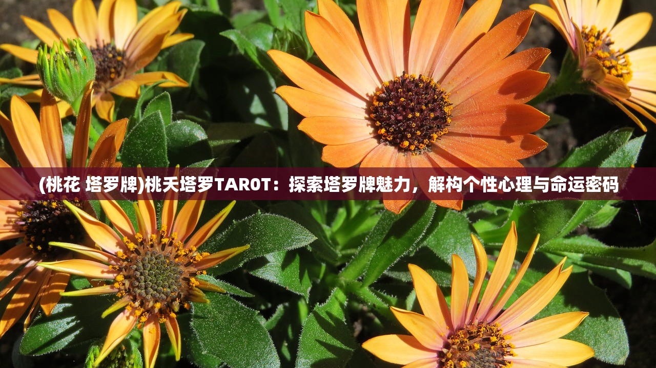 (桃花 塔罗牌)桃夭塔罗TAR0T：探索塔罗牌魅力，解构个性心理与命运密码
