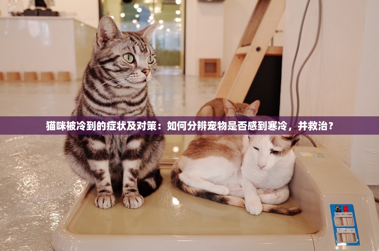 猫咪被冷到的症状及对策：如何分辨宠物是否感到寒冷，并救治？