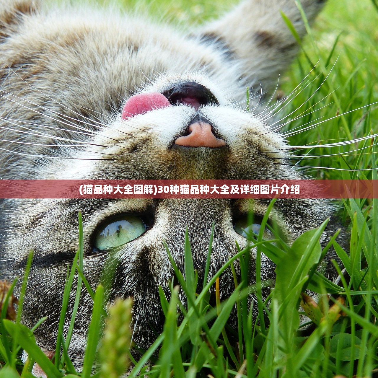 (猫品种大全图解)30种猫品种大全及详细图片介绍