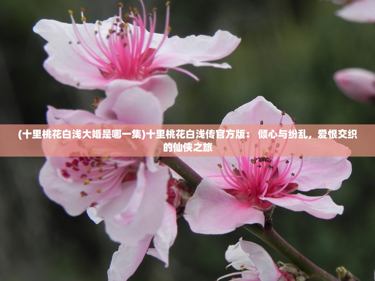 (十里桃花白浅大婚是哪一集)十里桃花白浅传官方版： 倾心与纷乱，爱恨交织的仙侠之旅