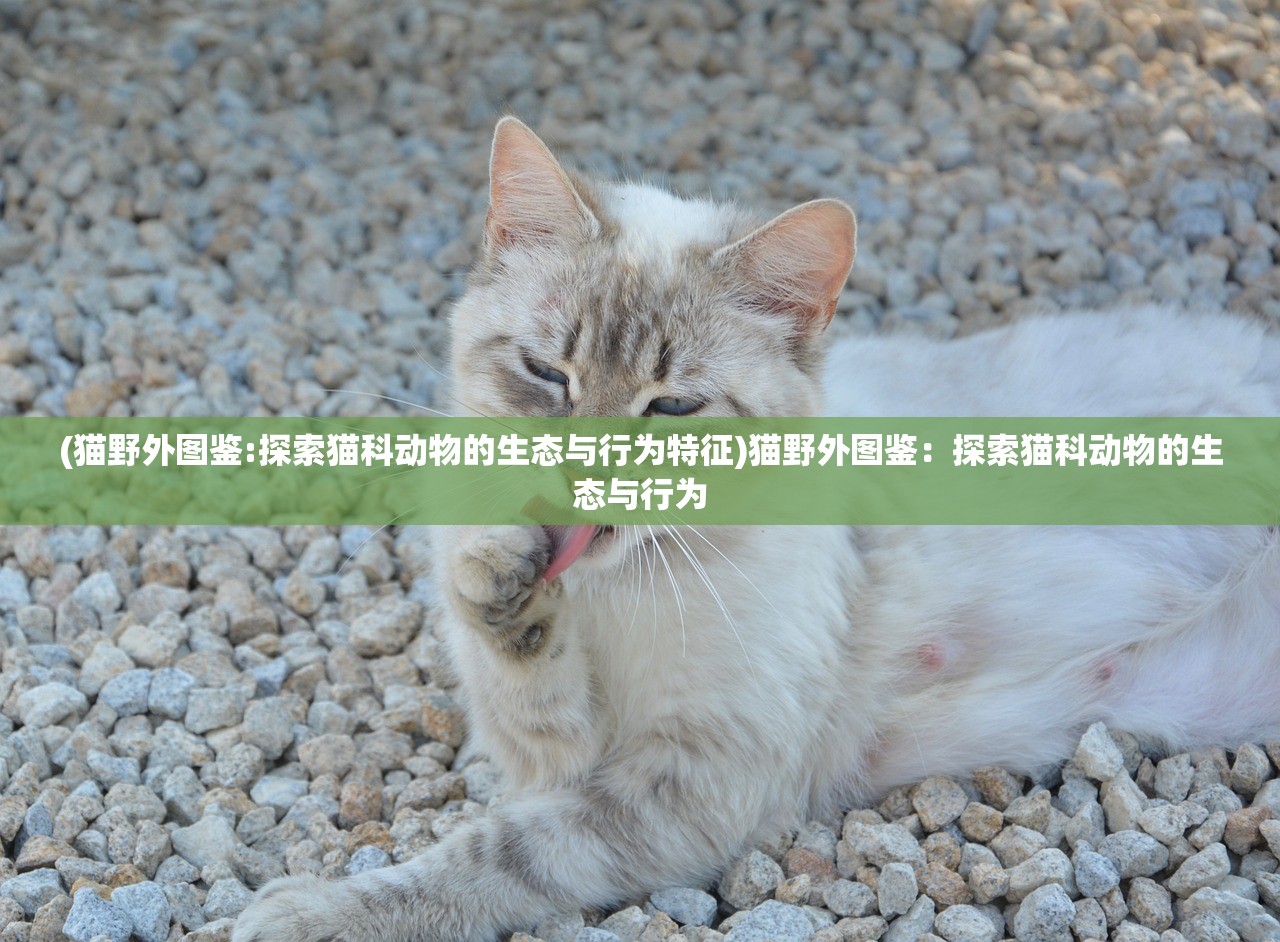 (猫野外图鉴:探索猫科动物的生态与行为特征)猫野外图鉴：探索猫科动物的生态与行为
