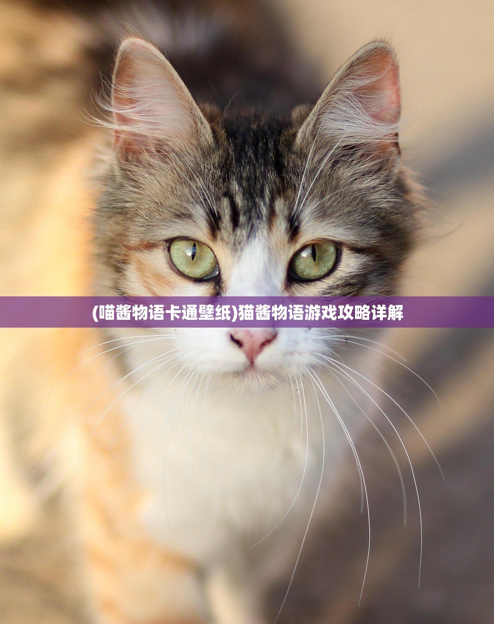 (喵酱物语卡通壁纸)猫酱物语游戏攻略详解