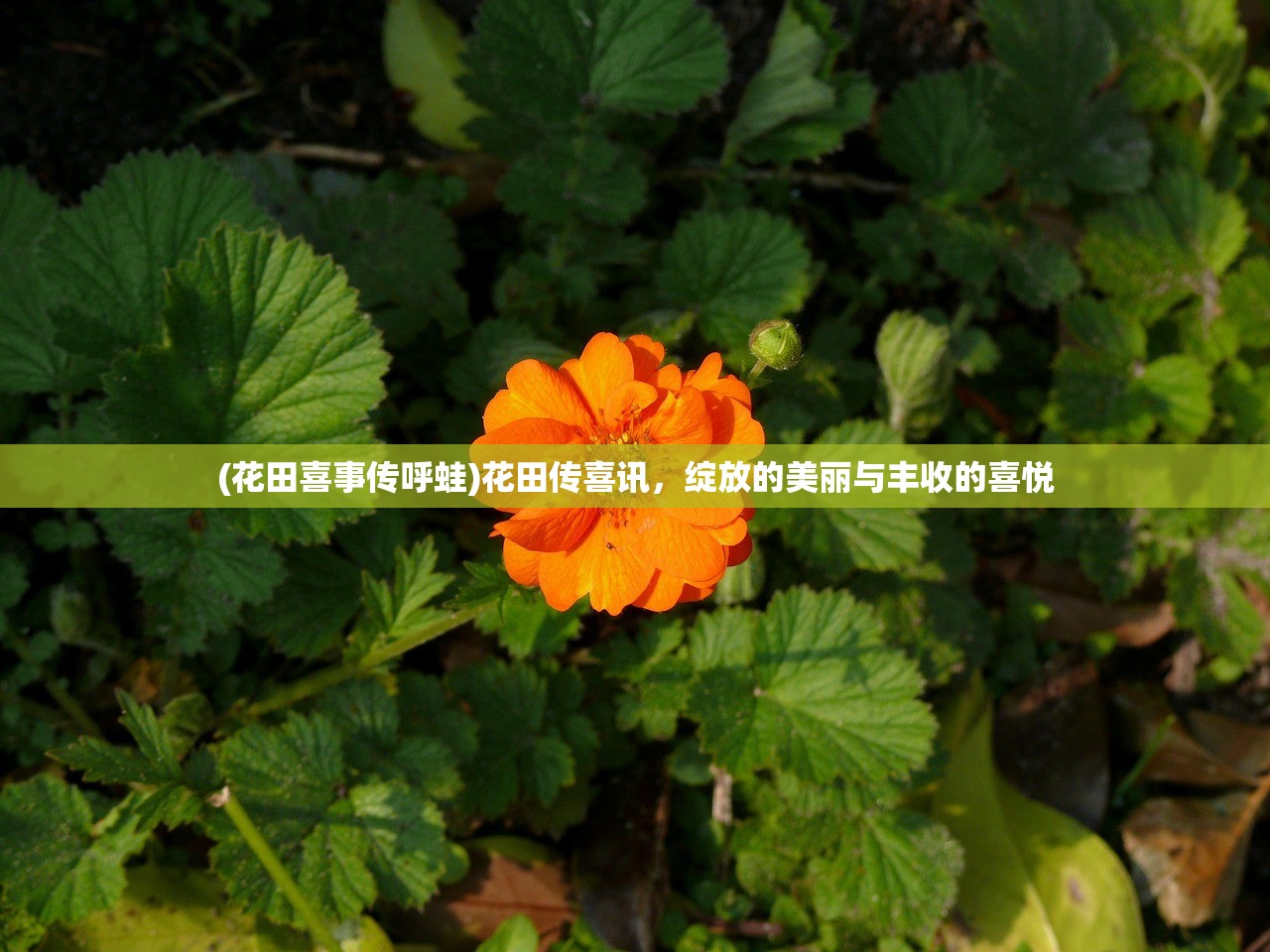(豆丁历险记怎么玩)豆丁历险记，一场充满乐趣与冒险的旅程，值得一试吗？