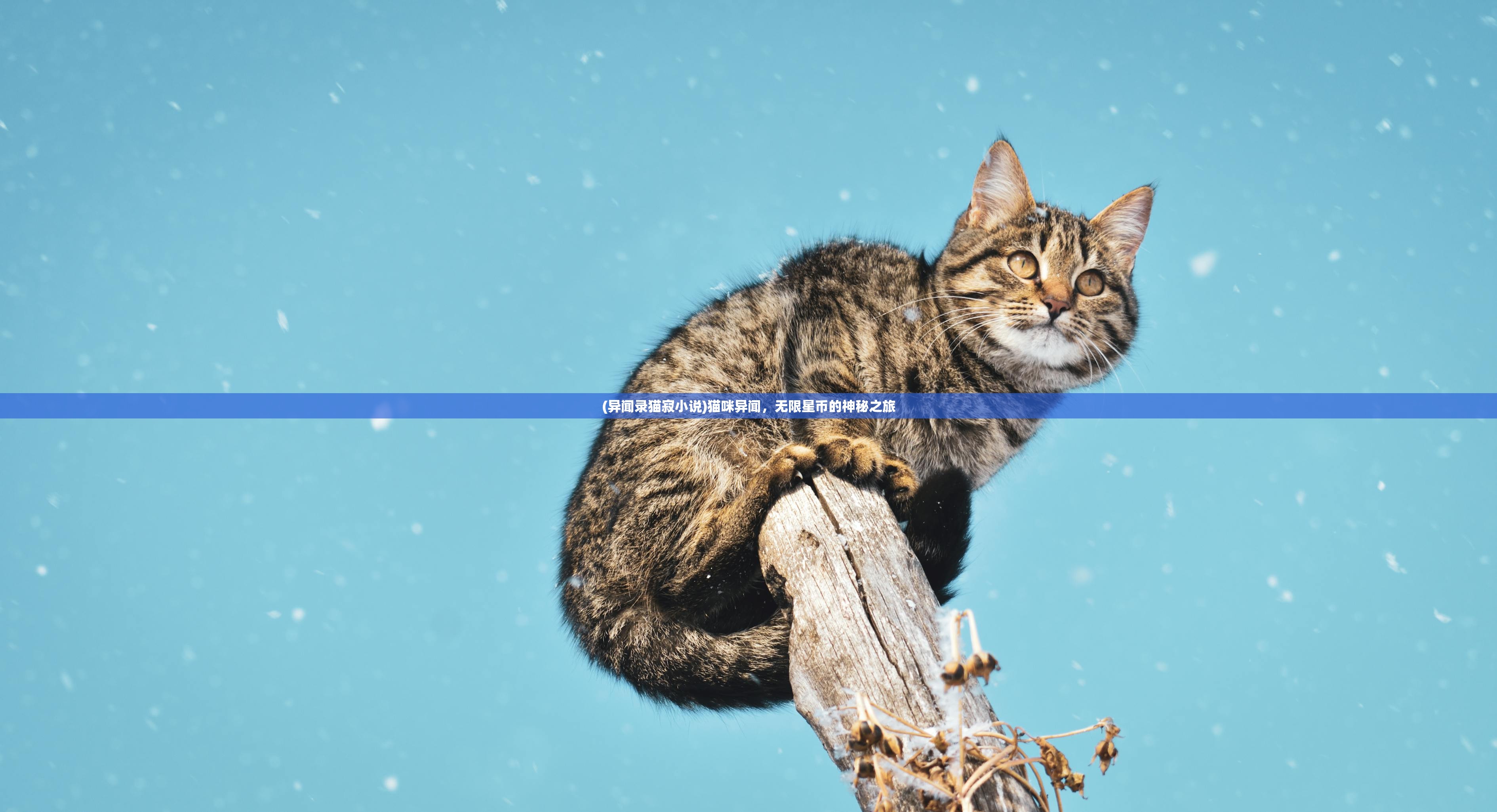 (异闻录猫寂小说)猫咪异闻，无限星币的神秘之旅