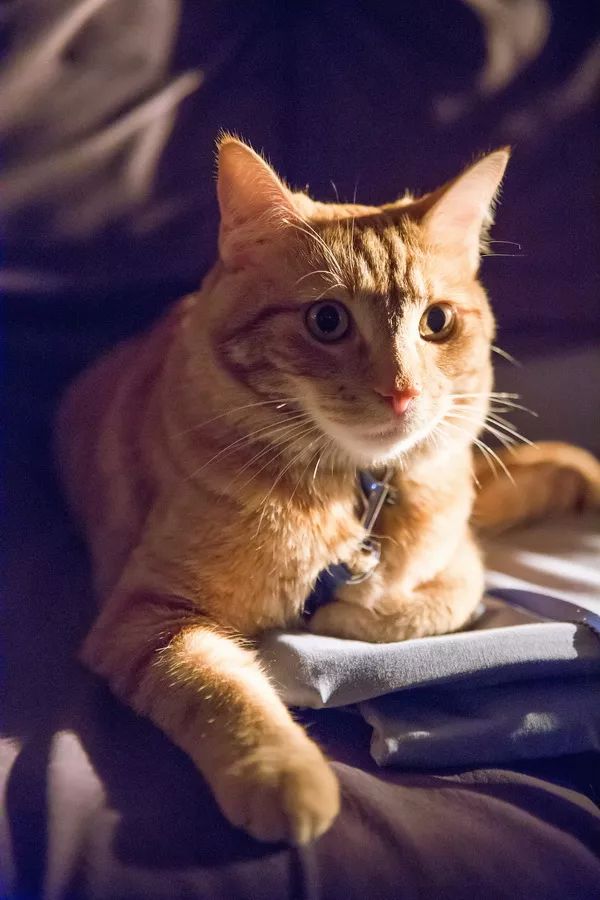 猫咪和汤无限钻石全解锁最新版2024下载-猫咪和汤无限钻石官方版下载v.6.27 猫咪和汤无限钻石全解锁最新版2024下载-猫咪和汤无限钻石官方版下载v.6.27